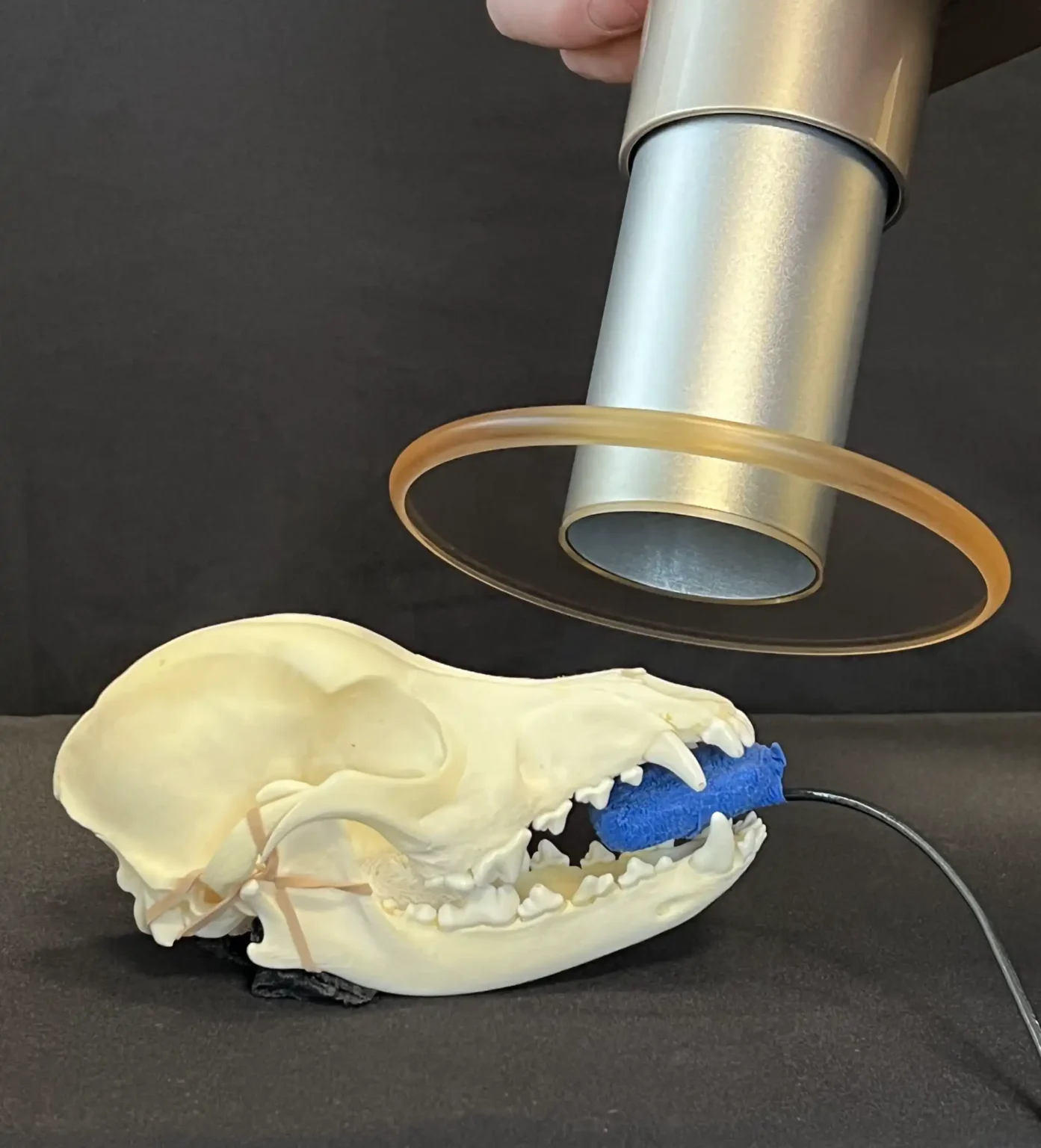 Dental Focus x-ray