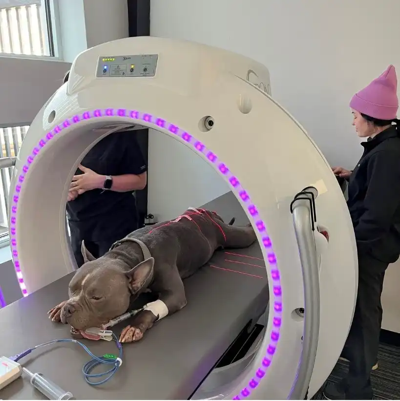 Open-Design Bore Veterinary CT